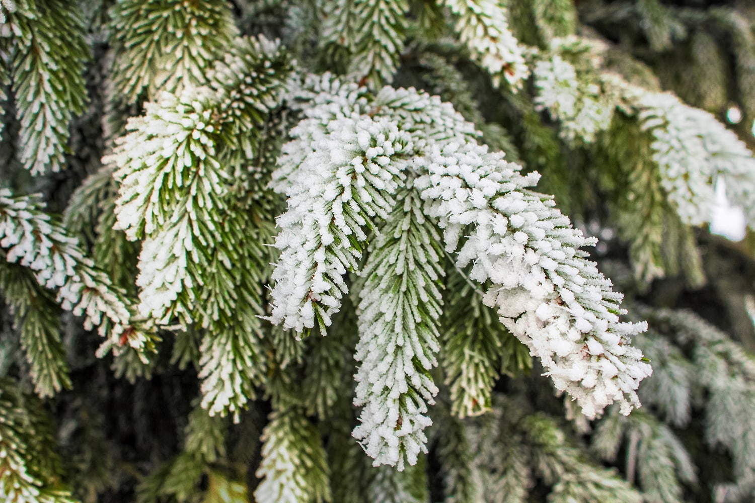 Planten Vorst