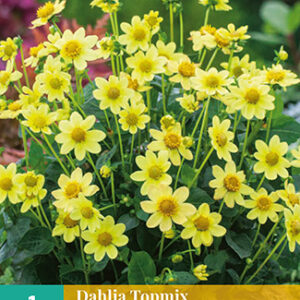 Dahlia topmix geel/yellow 1st