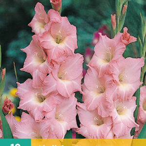 Gladiolus rose supreme 10st