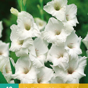 Gladiolus white prosperity 10st