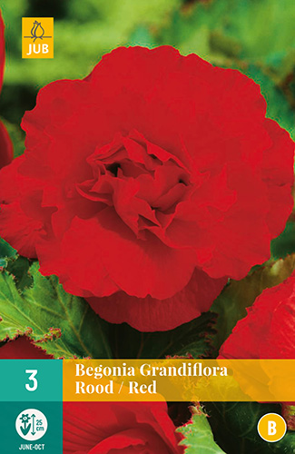 Begonia grandiflora rood 3st