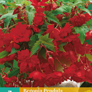 Begonia pendula rood 3st