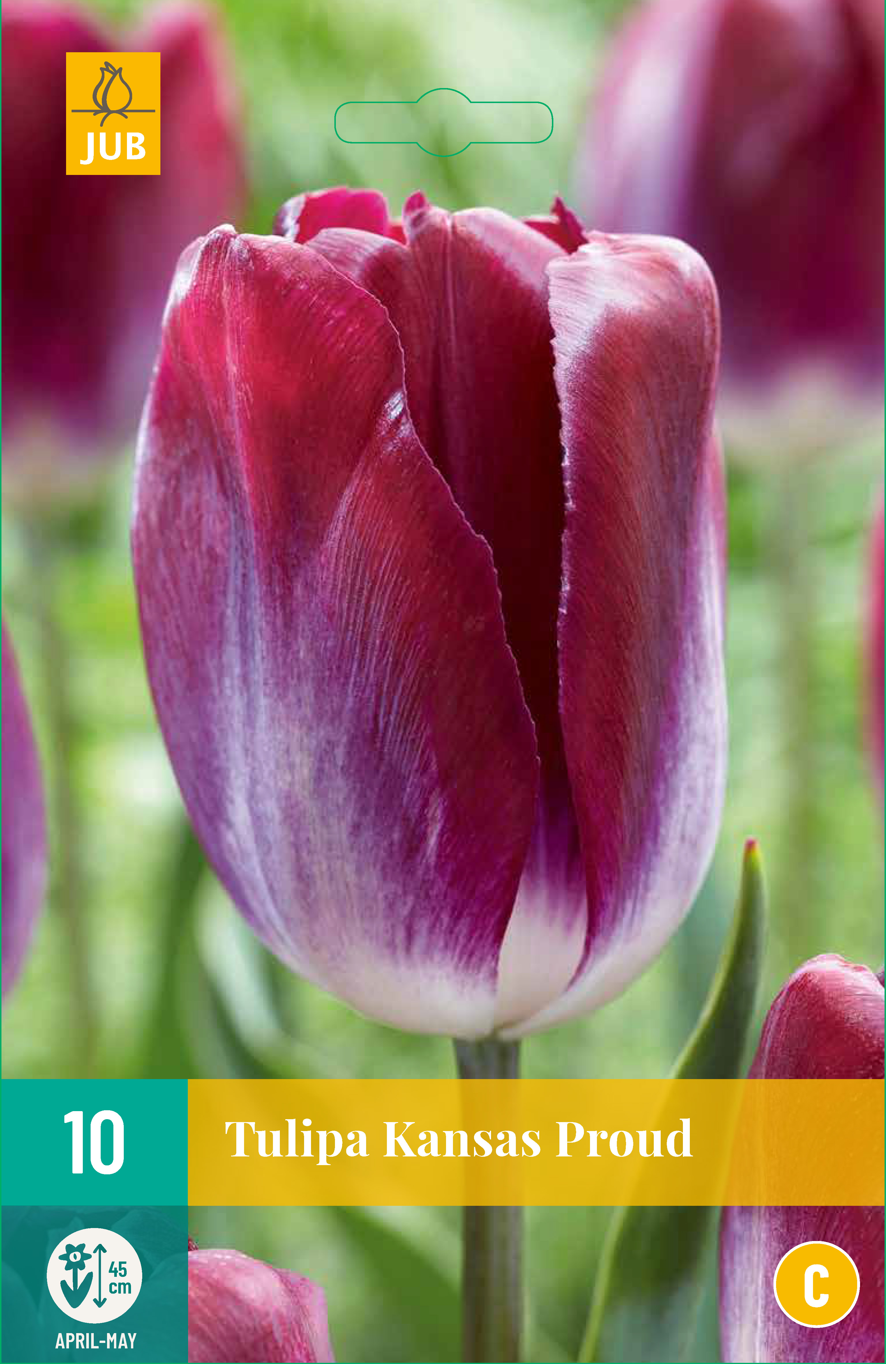 10 Tulipa Kansas Proud