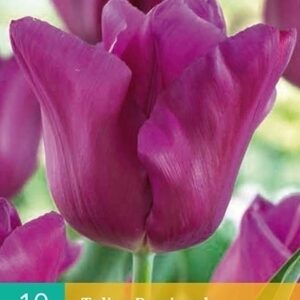 Tulipa passionale 10st