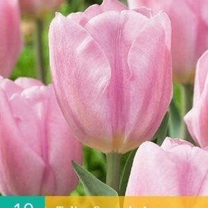 Tulipa synaeda amor 10st