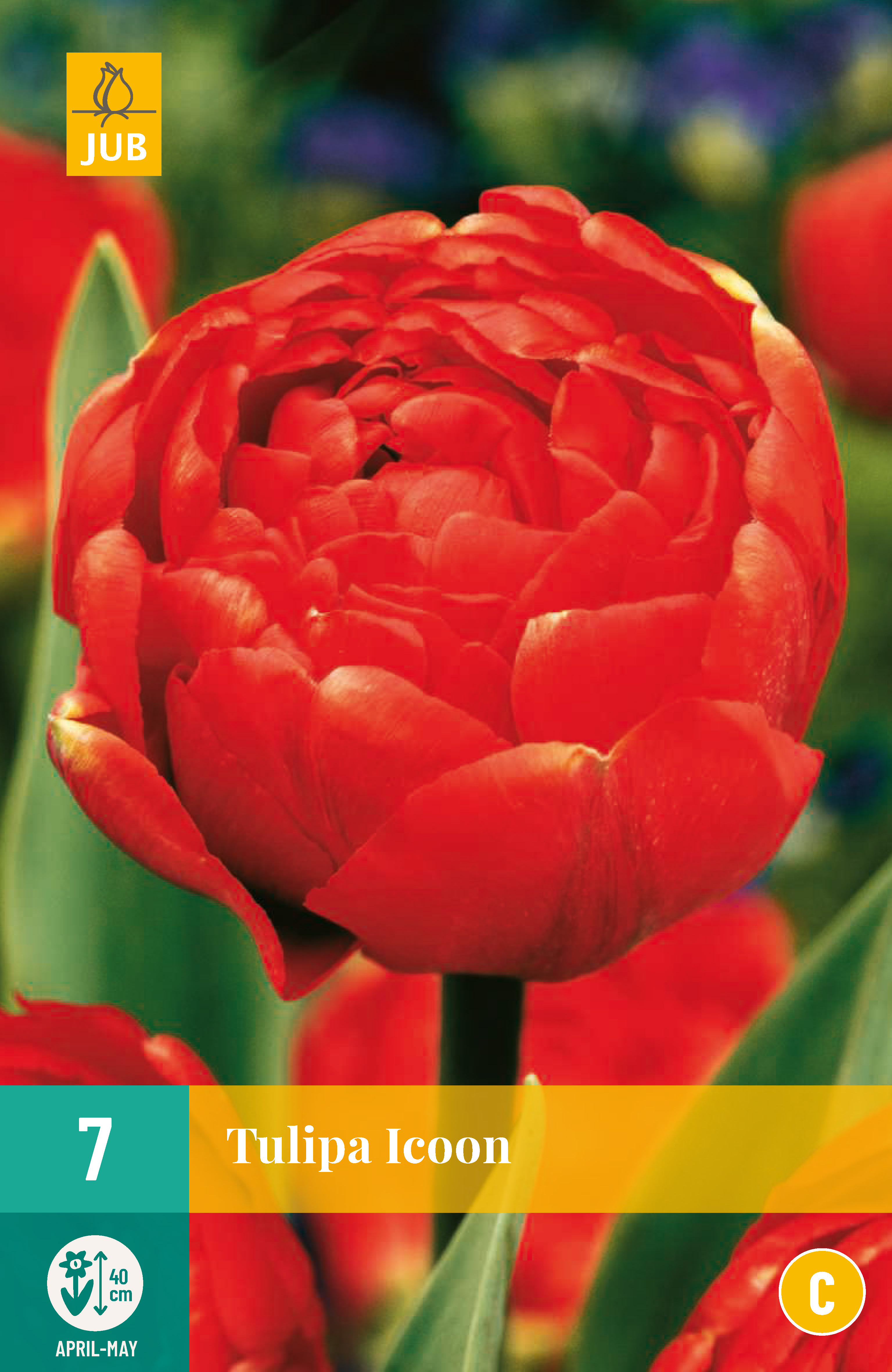 7 Tulipa Icoon