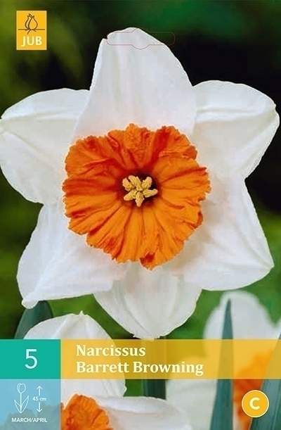 Narcissus barrett browning 5st
