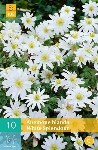 Anemone blanda white splendour 10st