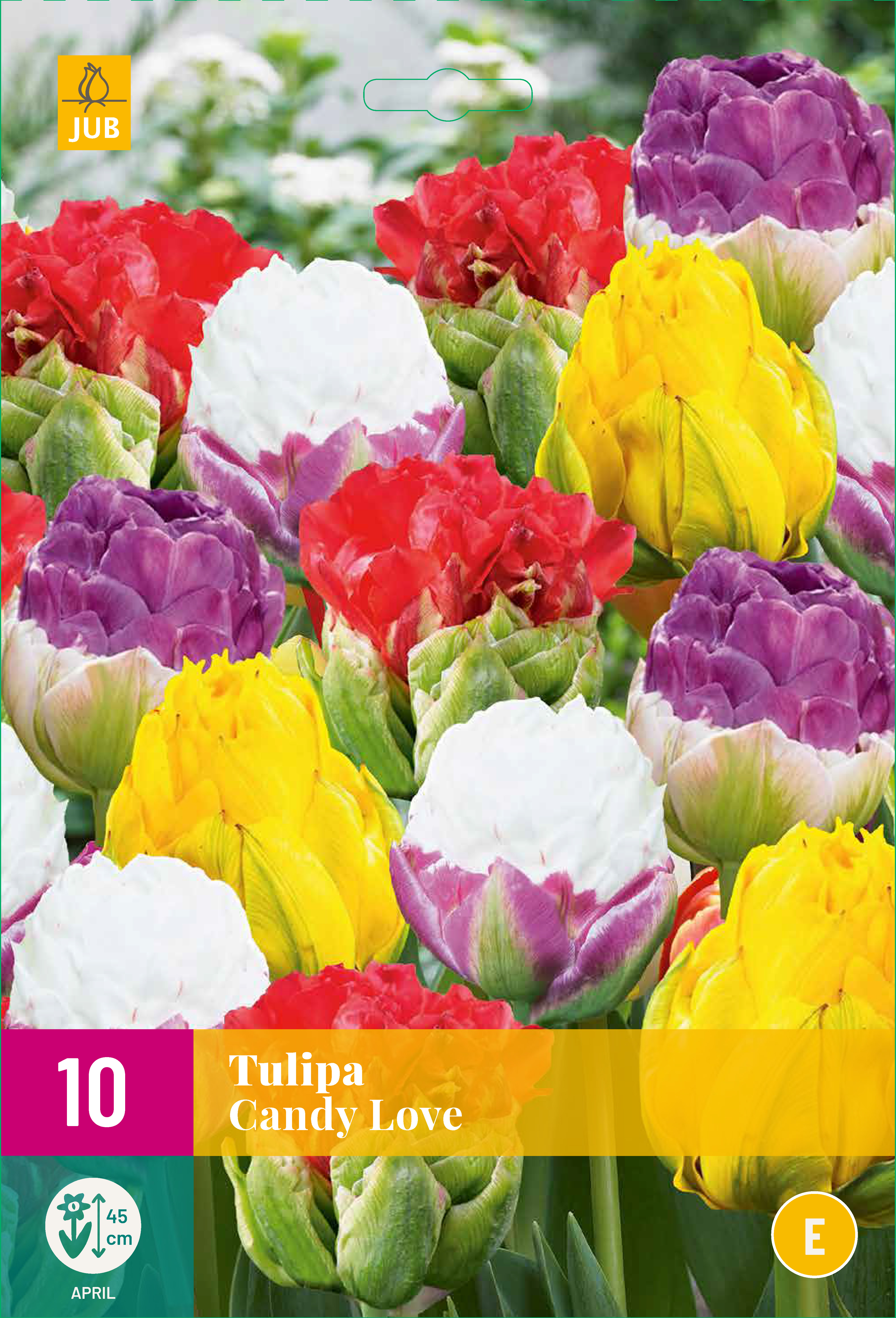 10 Tulipa Candy Love