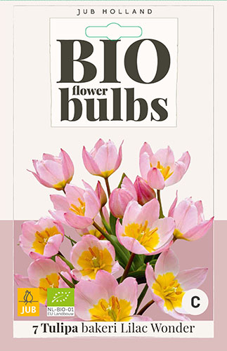 7 Tulipa bakeri Lilac Wonder
