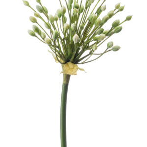 zijden Allium 70 cm