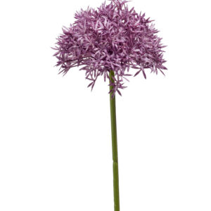 zijden Allium 62 cm