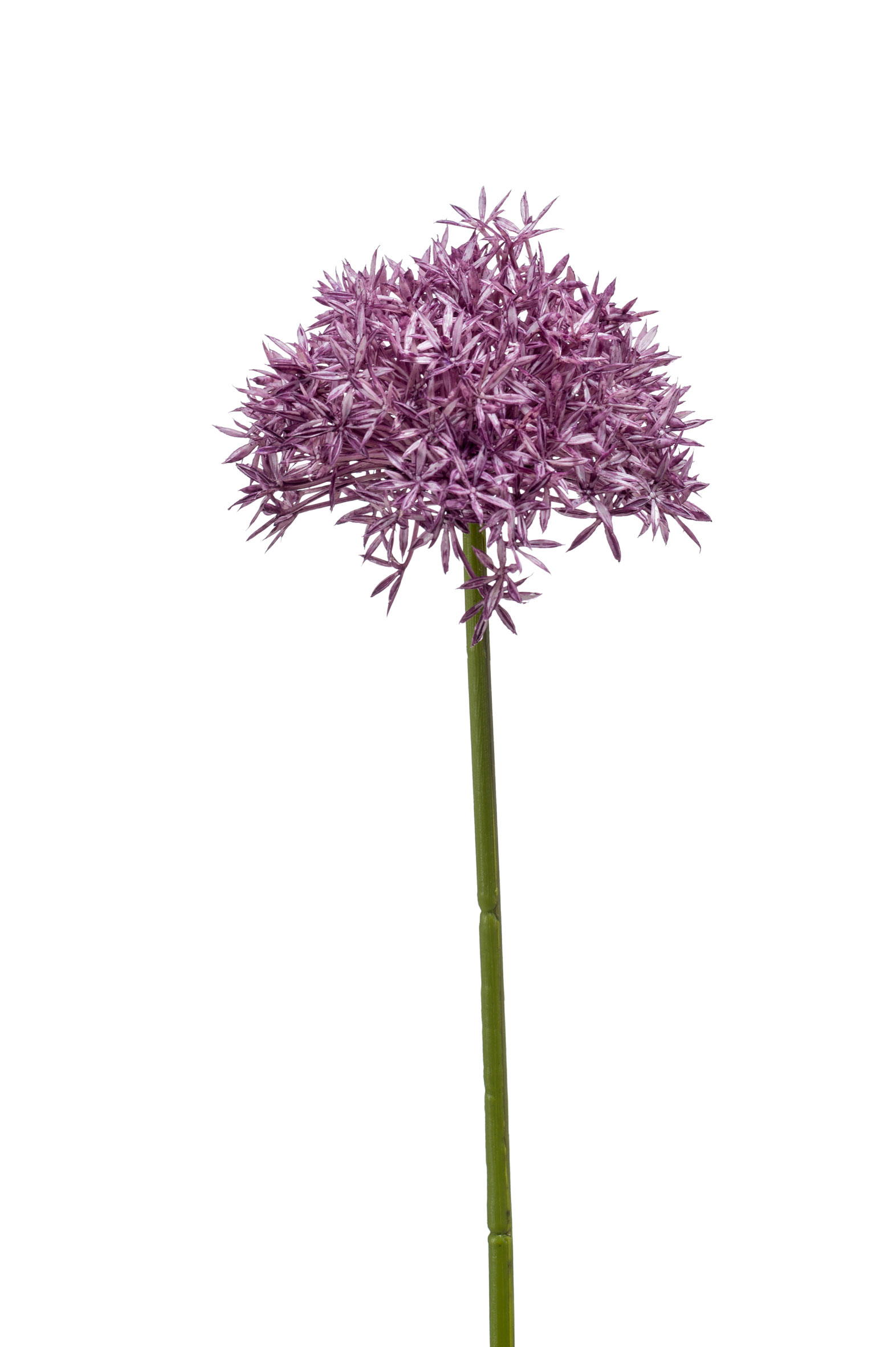 zijden Allium 62 cm