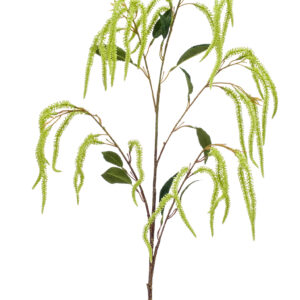 Amaranthus 100 cm