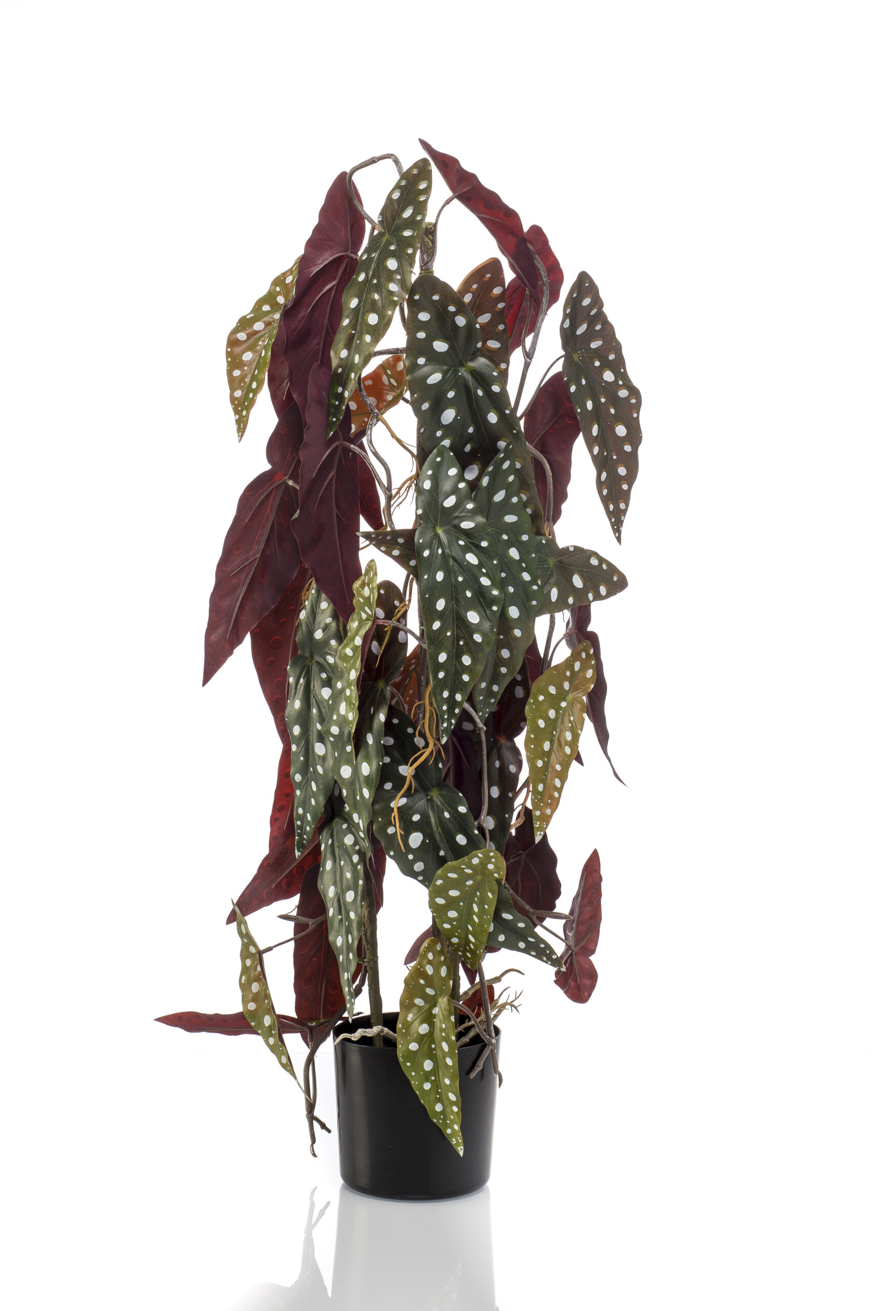 Zijden Begonia maculata op stam 75 cm