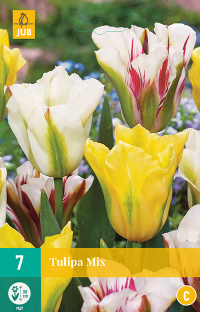 Tulipa viridiflora mix 7 stuks