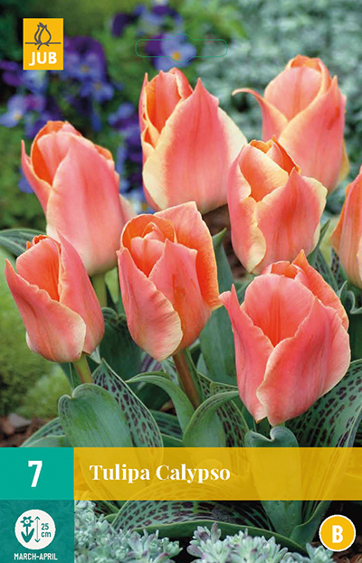 Tulipa calypso 7 stuks