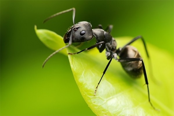 Aaltjes f tegen mieren 50mln