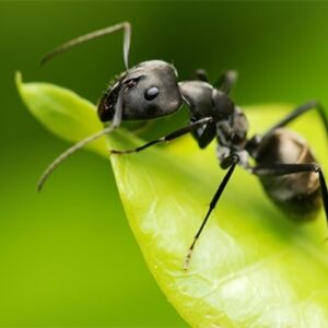 Aaltjes f tegen mieren 5mln