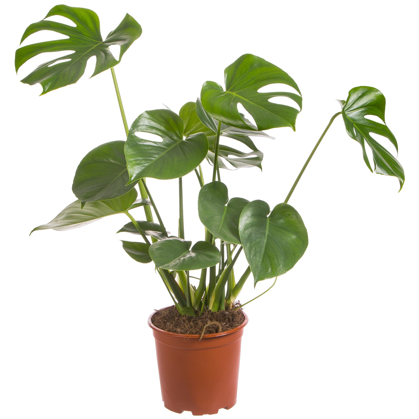 Gatenplant  (Monstera Deliciosa)