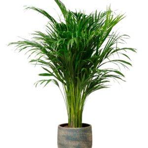 Arecapalm - Goudpalm (Dypsis Lutescens)