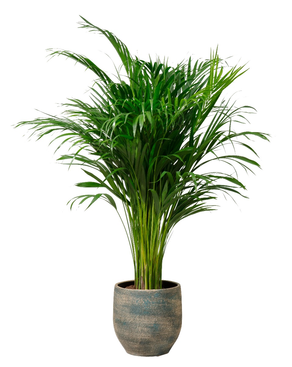 Arecapalm - Goudpalm (Dypsis Lutescens)