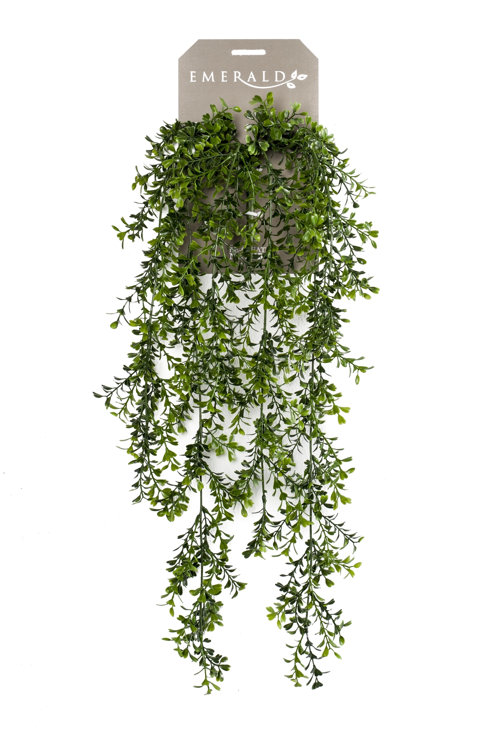boxwood hanging bush x6 75cm