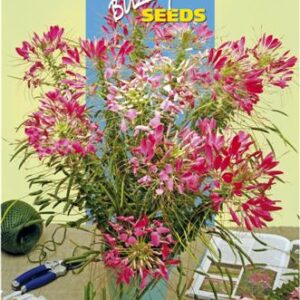 Cleome spinosa rose queen 0.75g
