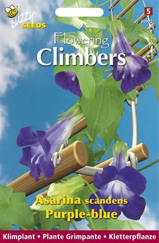 Flowering climbers asarina bl. 10zd