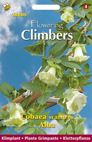 Flowering climbers cobaea wit 2g