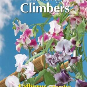 Flowering climbers lathyrus unwi 4g