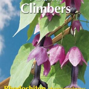 Flowering climbers rhodochiton 10zd