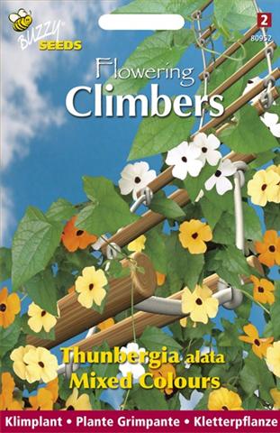 Flowering climbers thunbergia 0.5g