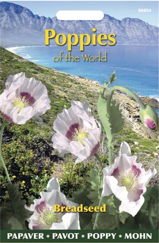 Papaver poppies of the world b 1g