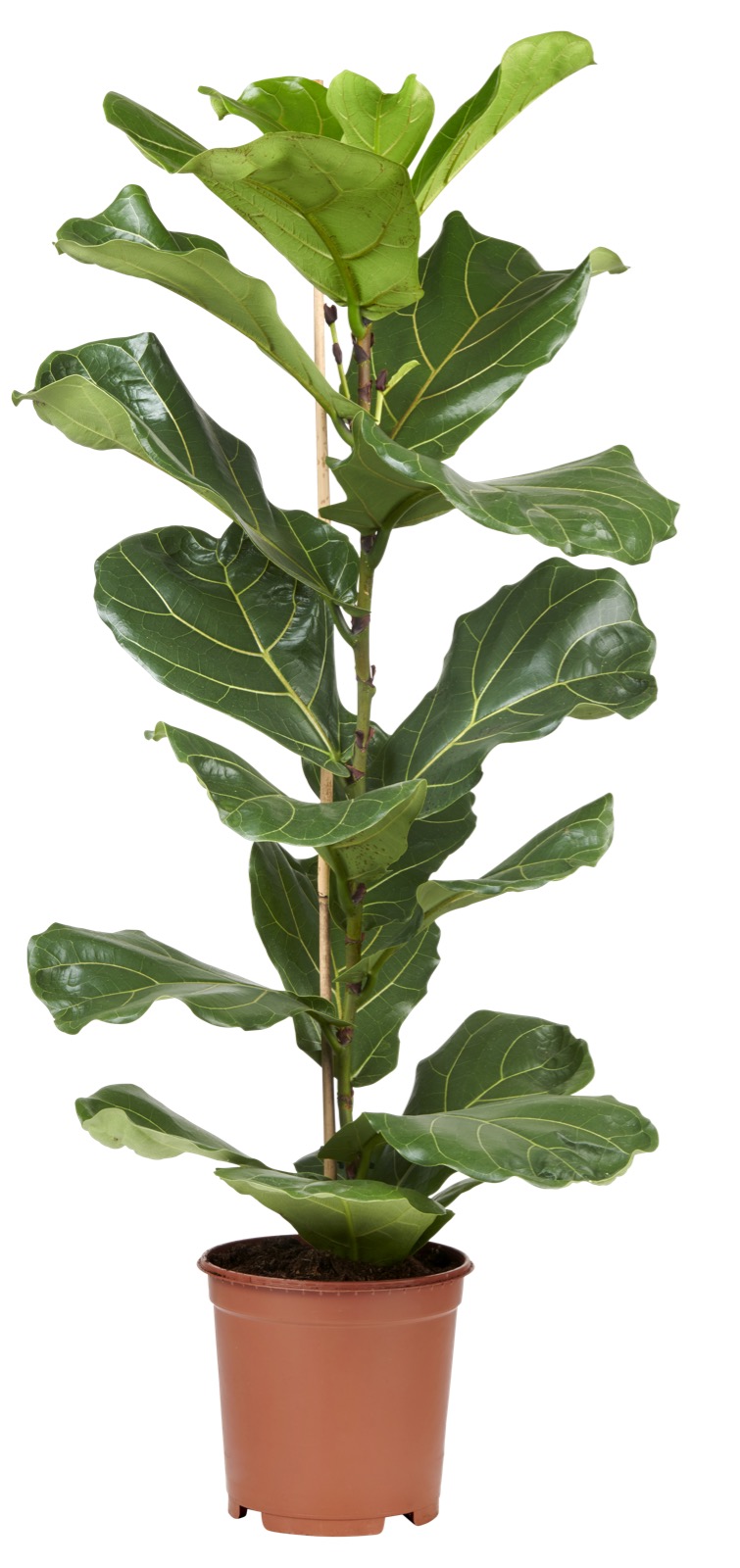 ficus lyrata (vioolbladplant) potmaat 17 cm