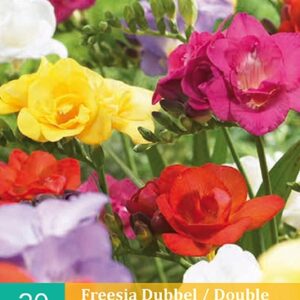 Freesia dubbel/double mix 20st
