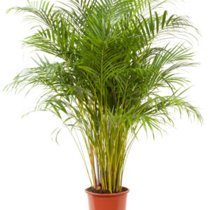 areca palm - goudpalm (dypsis lutescens) potmaat 24 cm