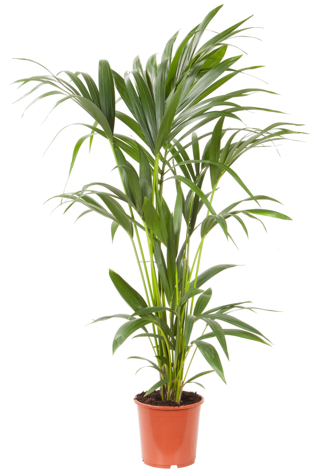 kentia palm (howea forsteriana) potmaat 21 cm