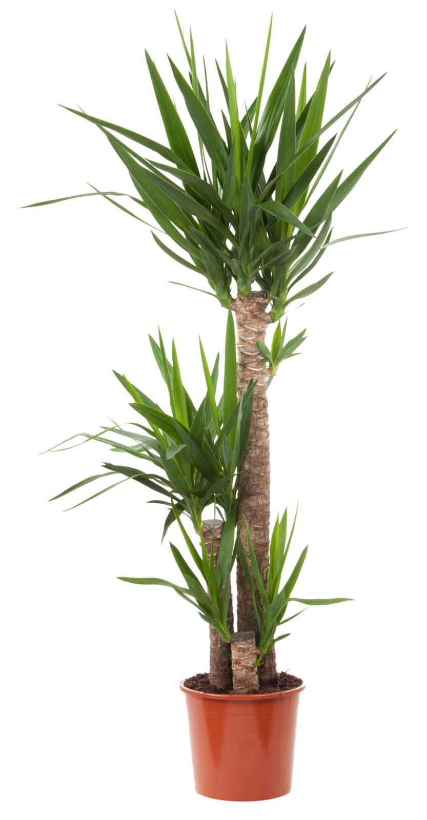 yucca (palmlelie) potmaat 24 cm
