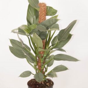 Philodendron op mosstok (Philodendron Silver Queen)