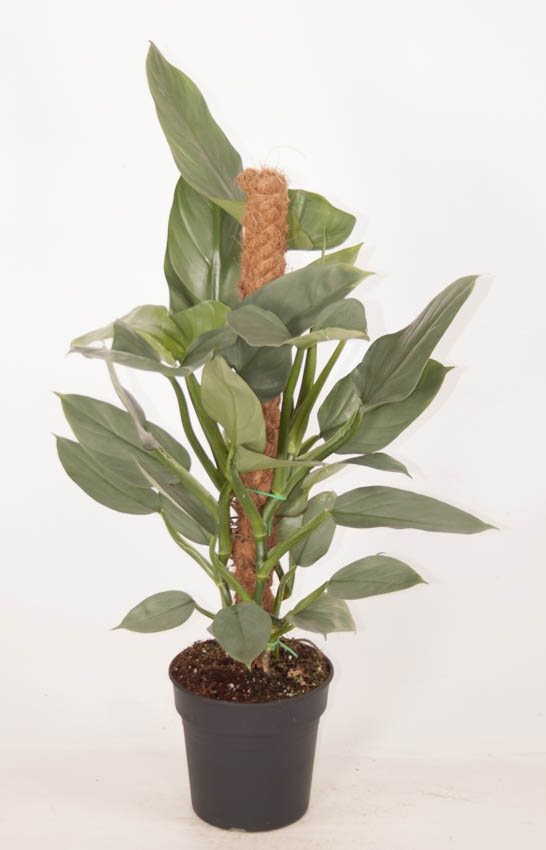 Philodendron op mosstok (Philodendron Silver Queen)