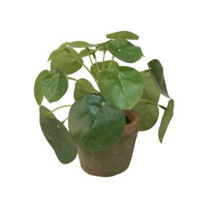 Pilea mini bush 13cm /21lvs in tc pot aged round 8.5cm