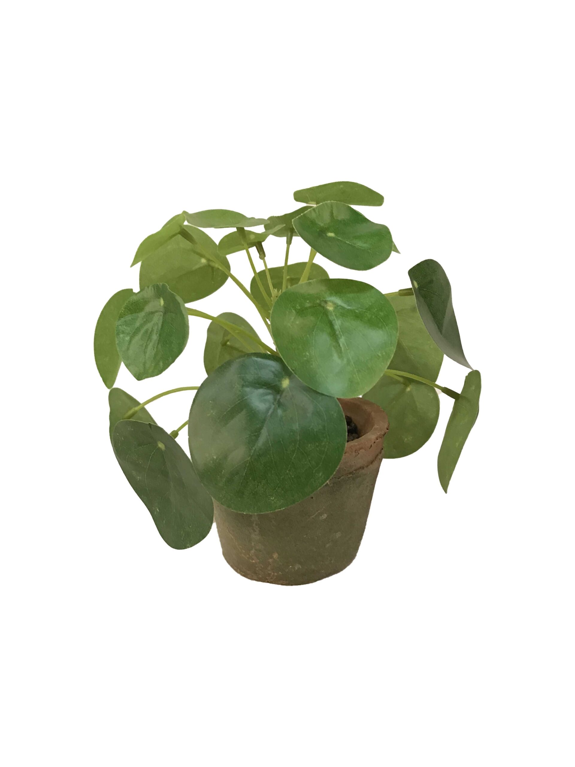 Pilea mini bush 13cm /21lvs in tc pot aged round 8.5cm