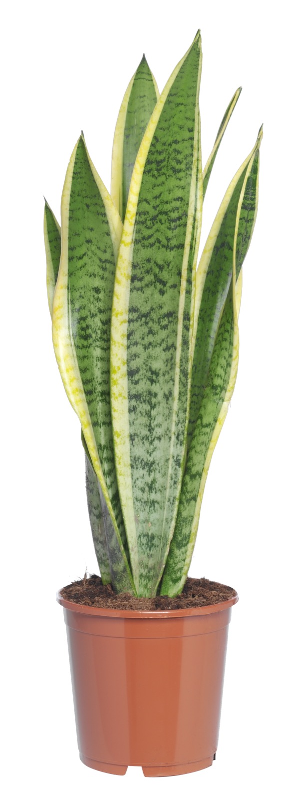 sansevieria laurentii (vrouwentong) potmaat 17 cm